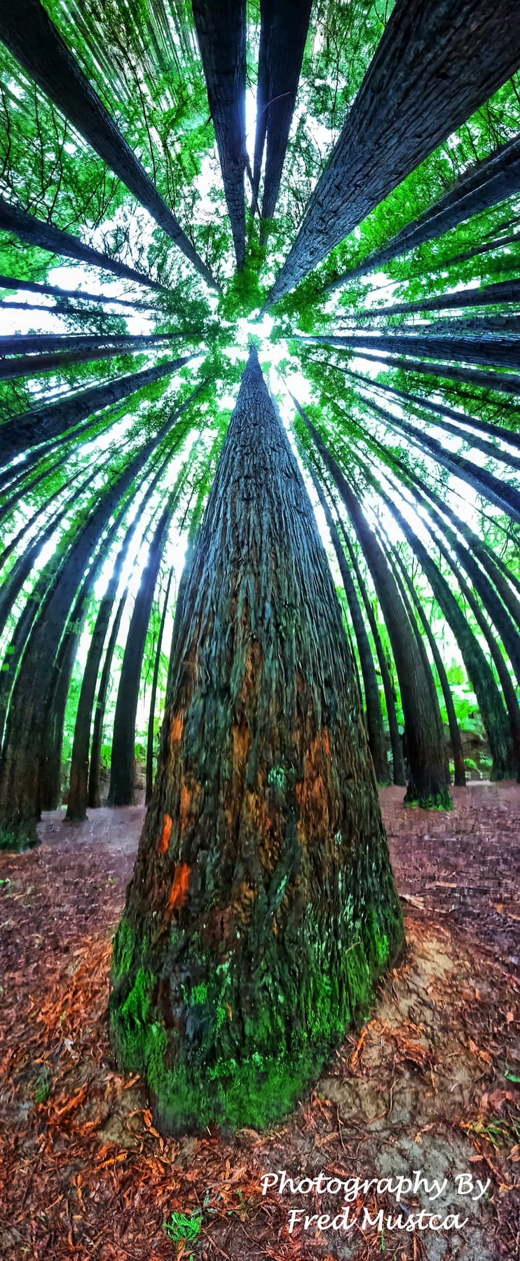 Midday Frame — photograph by Fred Mustica